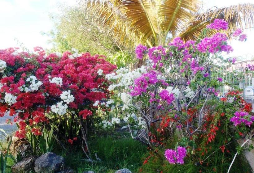 هاستل The Lodge Antigua