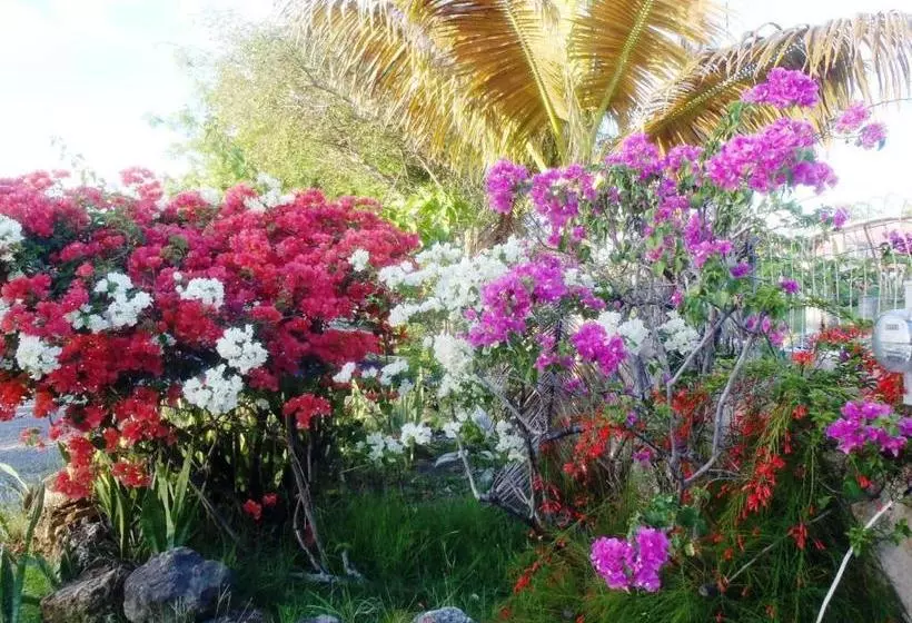 هاستل The Lodge Antigua