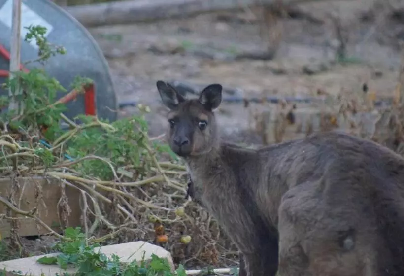 住宿加早餐 Lindsays Of Kangaroo Island