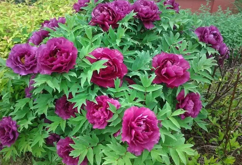 住宿加早餐  The Roselea