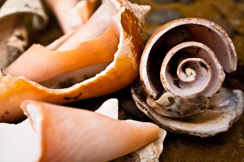 Отель Bocas Del Mar