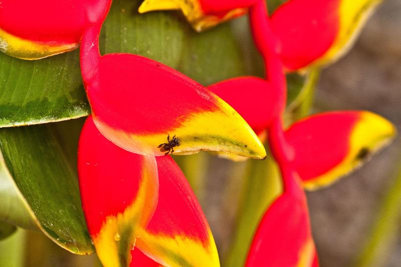 Отель Bocas Del Mar