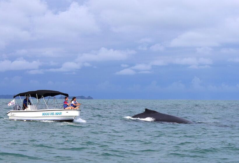 Отель Bocas Del Mar