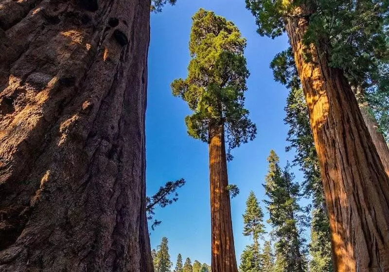 酒店 John Muir Lodge