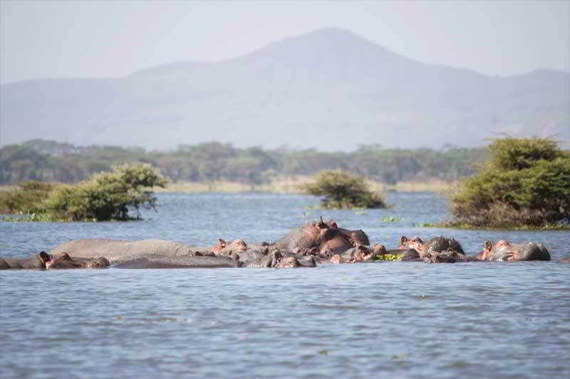 호텔 Lake Naivasha Resort