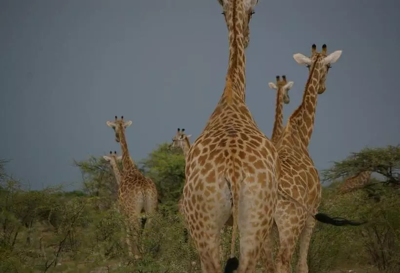 هتل Ohange Namibia Lodge