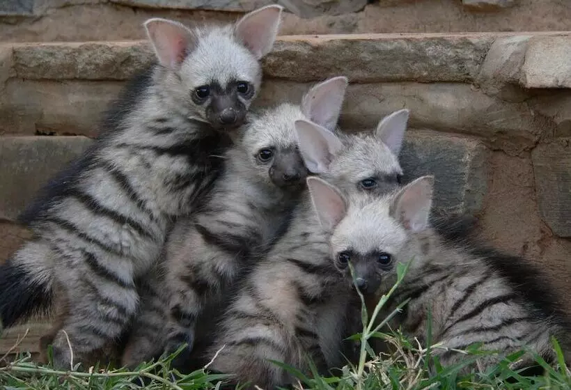 هتل Ohange Namibia Lodge