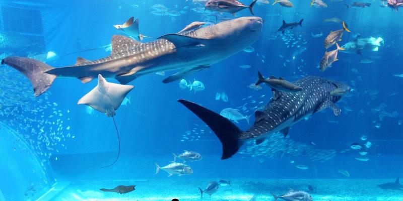 Resort Hotel Buena Vista Nakijin