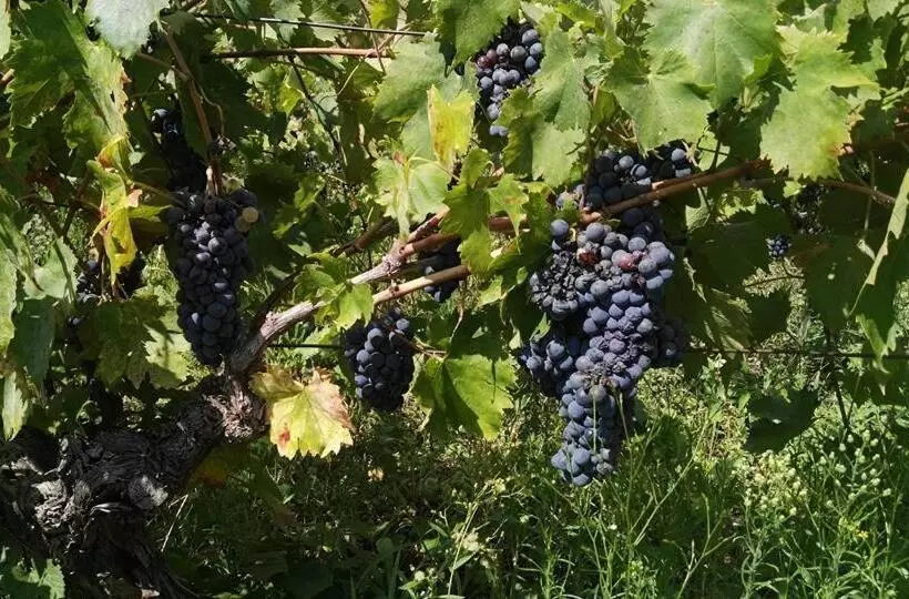 ホテル Agriturismo Masseria Tufaro