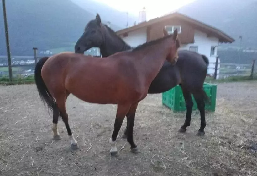 ホテル Buehlerhof Agriturismo, Obst &weingut, Urlaub Mit Hund, Pferde, Bauernhof, Brixen