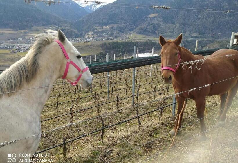 酒店 Buehlerhof Agriturismo, Obst &weingut, Urlaub Mit Hund, Pferde, Bauernhof, Brixen