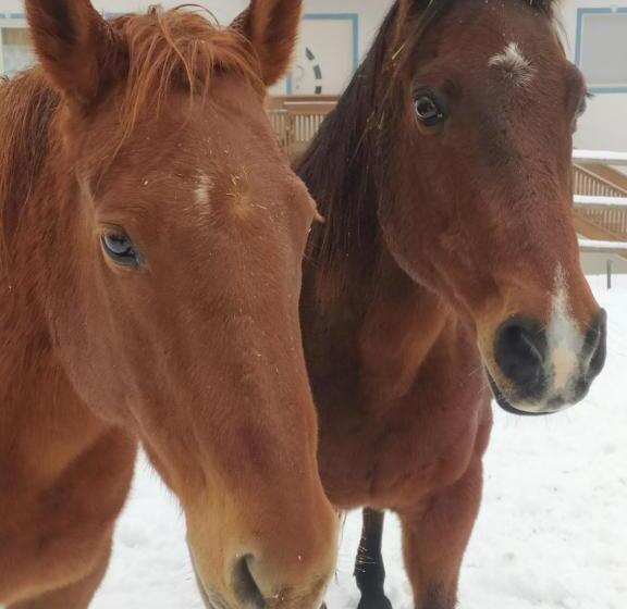 酒店 Buehlerhof Agriturismo, Obst &weingut, Urlaub Mit Hund, Pferde, Bauernhof, Brixen