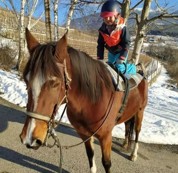 ホテル Buehlerhof Agriturismo, Obst &weingut, Urlaub Mit Hund, Pferde, Bauernhof, Brixen