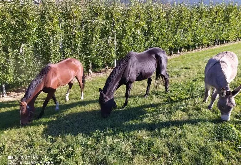 ホテル Buehlerhof Agriturismo, Obst &weingut, Urlaub Mit Hund, Pferde, Bauernhof, Brixen