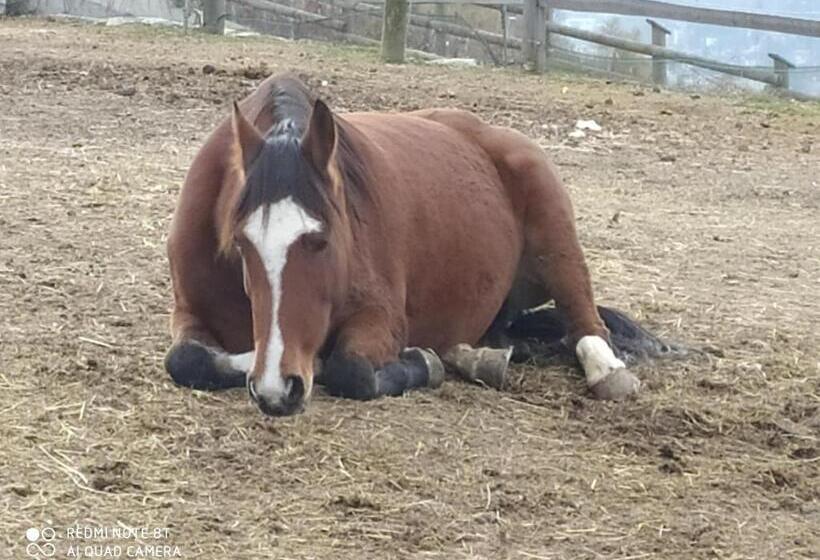 酒店 Buehlerhof Agriturismo, Obst &weingut, Urlaub Mit Hund, Pferde, Bauernhof, Brixen