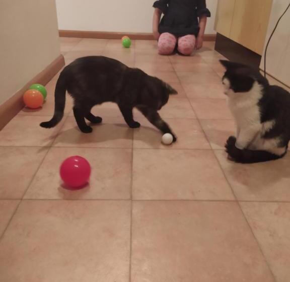 酒店 Buehlerhof Agriturismo, Obst &weingut, Urlaub Mit Hund, Pferde, Bauernhof, Brixen