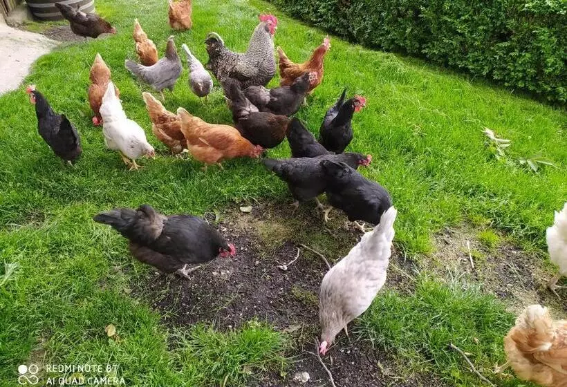 ホテル Buehlerhof Agriturismo, Obst &weingut, Urlaub Mit Hund, Pferde, Bauernhof, Brixen