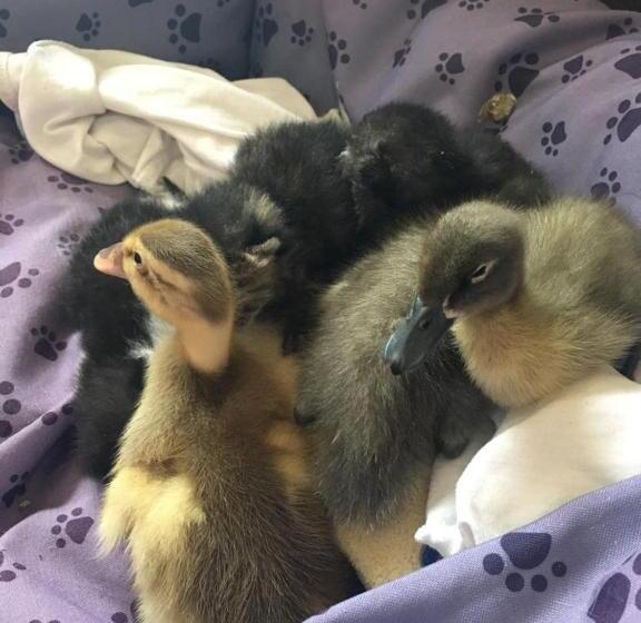 酒店 Buehlerhof Agriturismo, Obst &weingut, Urlaub Mit Hund, Pferde, Bauernhof, Brixen