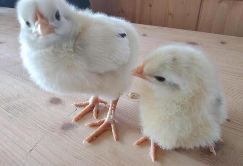 酒店 Buehlerhof Agriturismo, Obst &weingut, Urlaub Mit Hund, Pferde, Bauernhof, Brixen