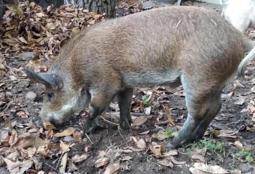 酒店 Buehlerhof Agriturismo, Obst &weingut, Urlaub Mit Hund, Pferde, Bauernhof, Brixen