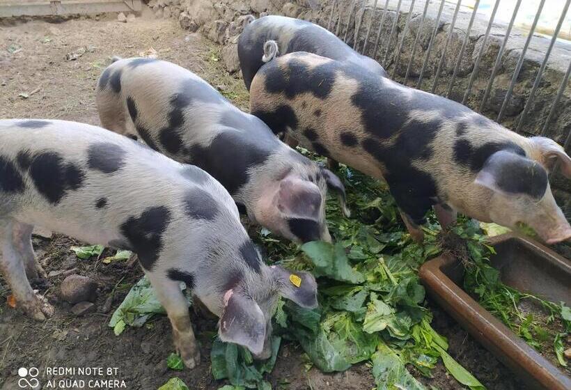 酒店 Buehlerhof Agriturismo, Obst &weingut, Urlaub Mit Hund, Pferde, Bauernhof, Brixen