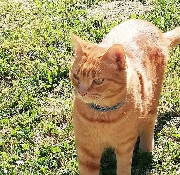 Aamiaismajoitus (B&B) La Ferme De Pham