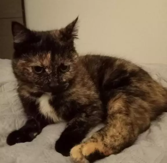 Aamiaismajoitus (B&B) La Ferme De Pham