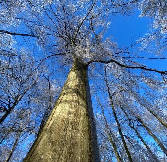 פנסיון Au Vieux Château