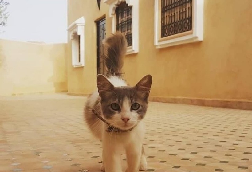 Bed and Breakfast Dar Ajgal