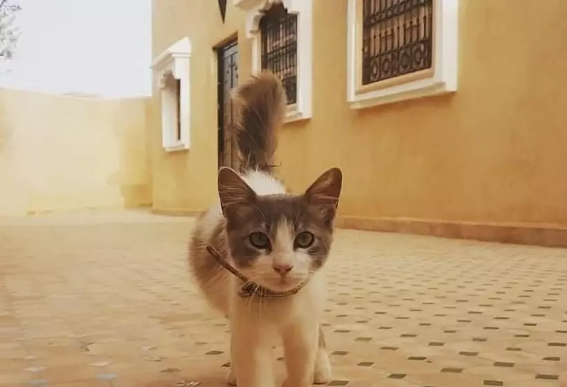 Aamiaismajoitus (B&B) Dar Ajgal