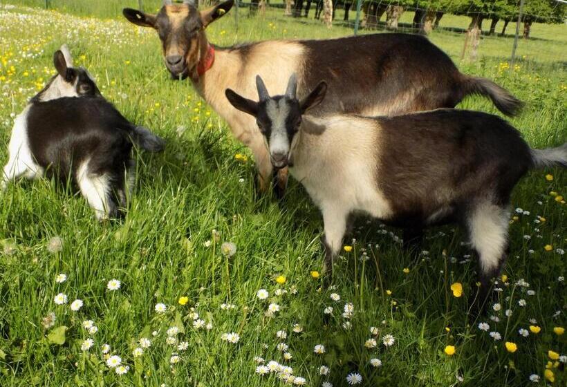 Bed and Breakfast L Ostrale