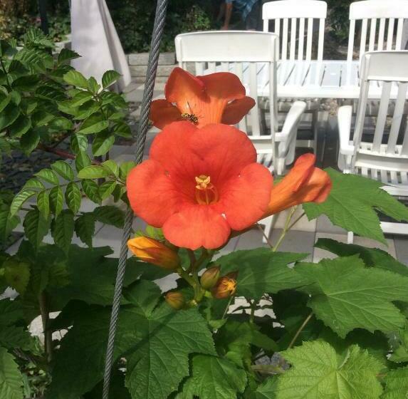 פנסיון Aux Neuf Saules