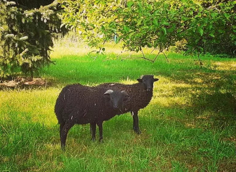 Aamiaismajoitus (B&B) Manoir De Camblain