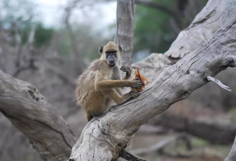 Hotelli Lemara Eco Camp