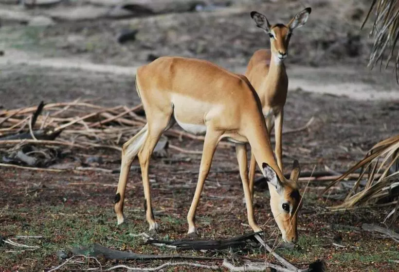 Hotelli Lemara Eco Camp