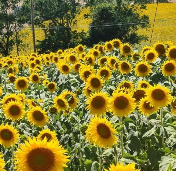 ペンション Casale Il Girasole
