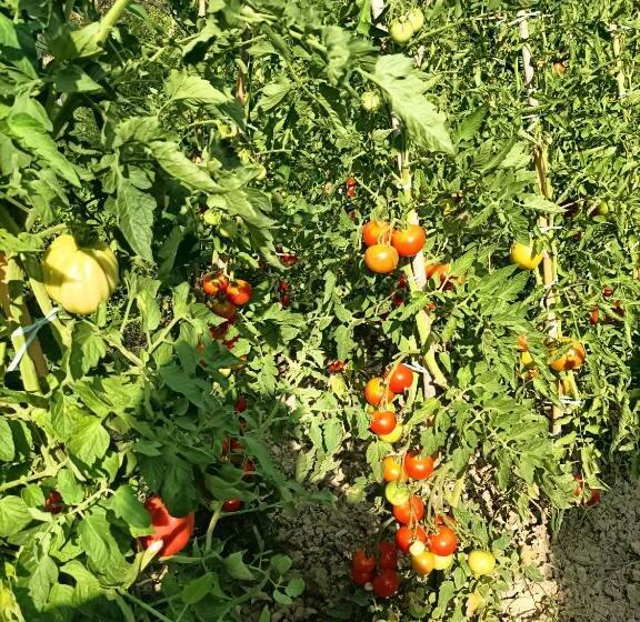 Пансион Casale Il Girasole