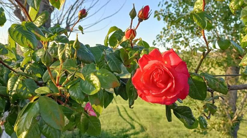 Пансион Casale Il Girasole