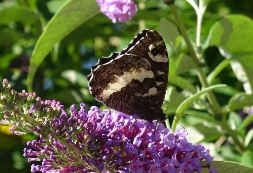 ペンション Les Rêves D Eden Gite Dans Mas Cévenol  Spa Privatif