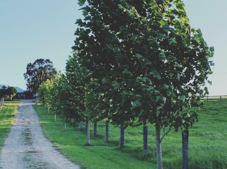 פנסיון Thamarra Cottage