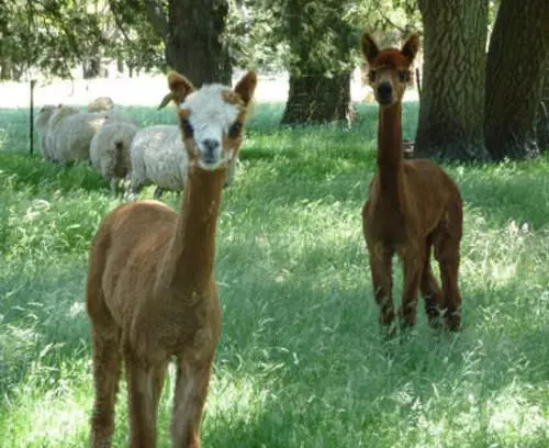 צימר Auberge Woodend