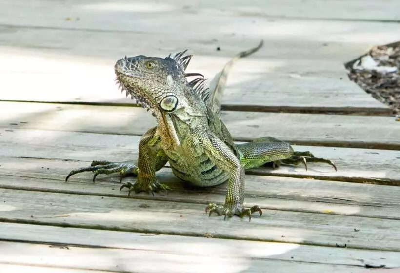 호텔 Xanadu Island Resort