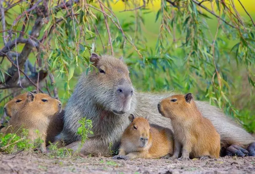 Puerto Valle Hotel De Esteros