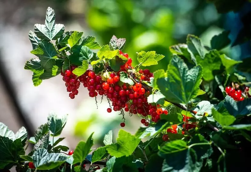 هتل Hôtel Bon Rivage