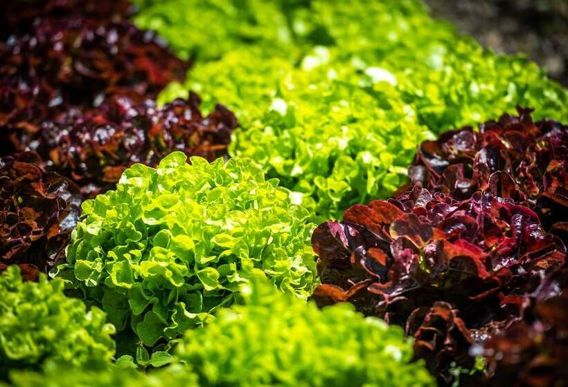 ホテル Hôtel Bon Rivage