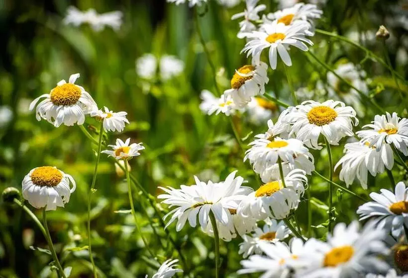 هتل Hôtel Bon Rivage