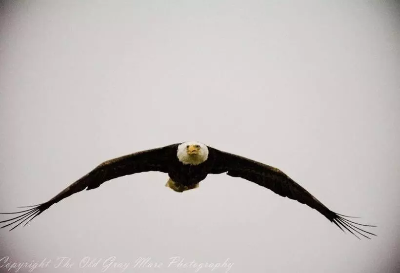 ベッドアンドブレックファースト Green Tree Inn