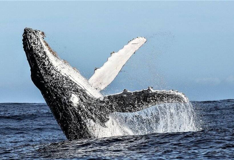 בית מלון כפרי Birkenhead House