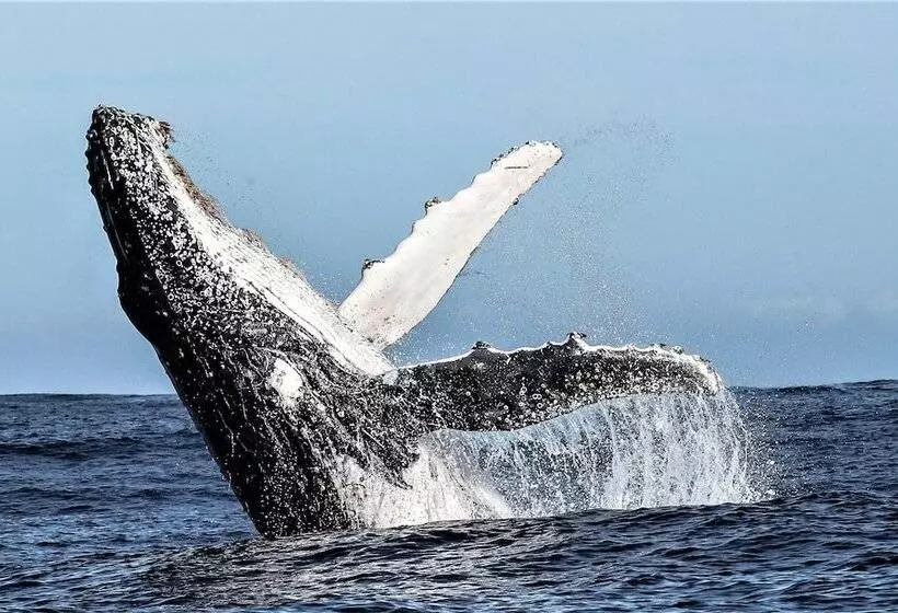 בית מלון כפרי Birkenhead House