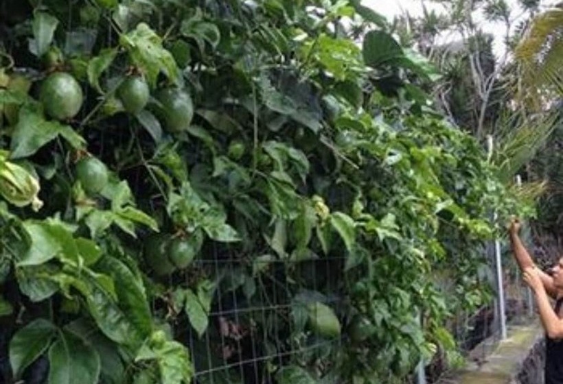 بنسيون Kona Hawaii Guest House A Unique Hawaii Experience